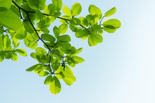 美国研究人员发现树叶也可做电池